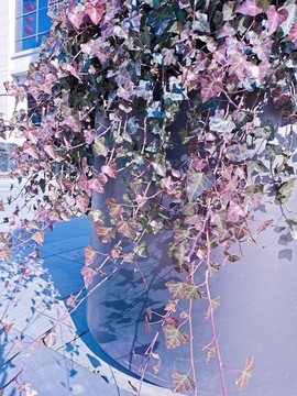 常春藤
