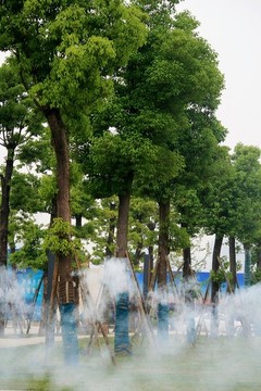 香樟樹