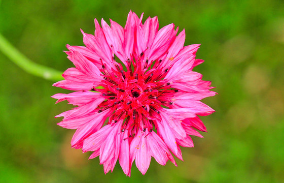 藍(lán)花矢車(chē)菊