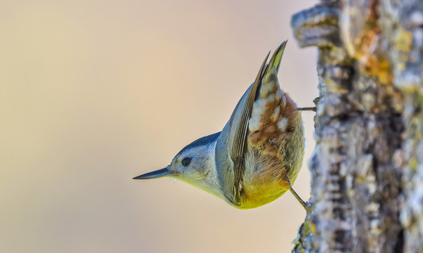 黑頭鳾