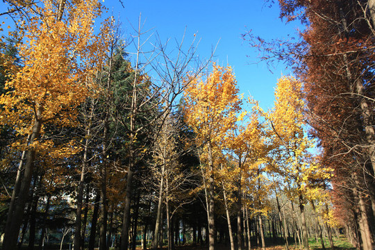 日照沙墩河公園秋色