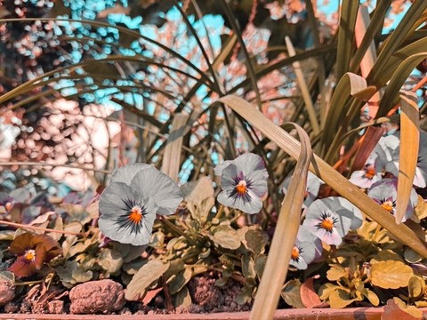 角堇花卉