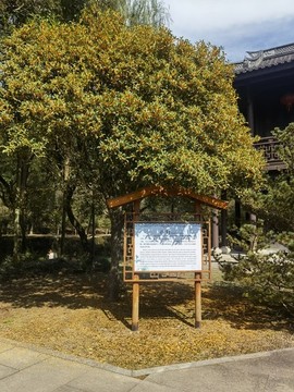 桂花