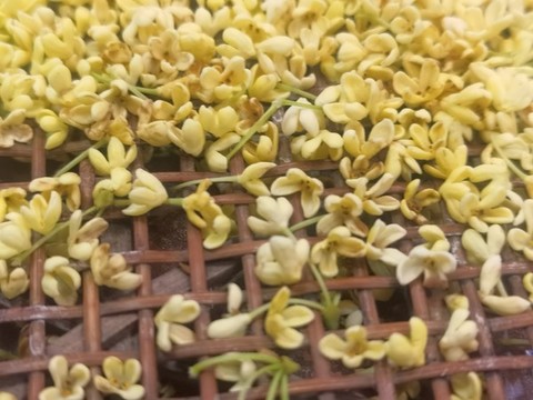 桂花