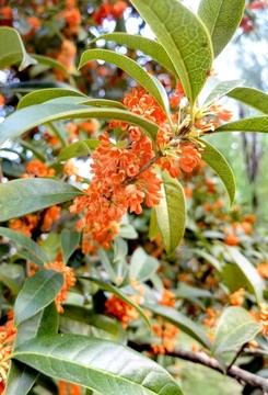 桂花