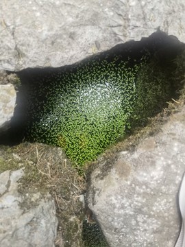 浮萍