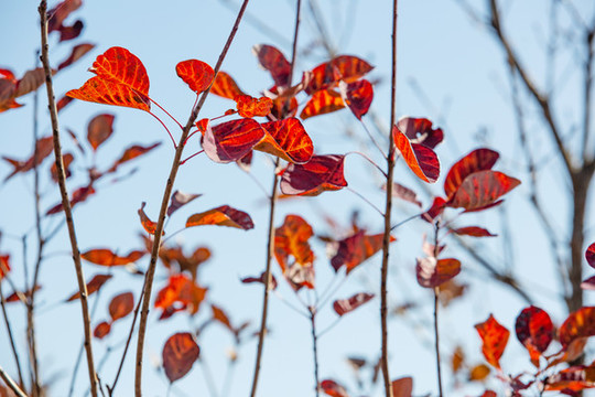 紅葉