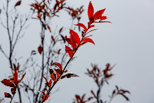 紅葉