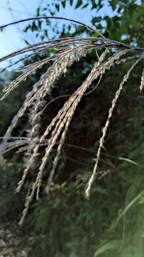 芒種子