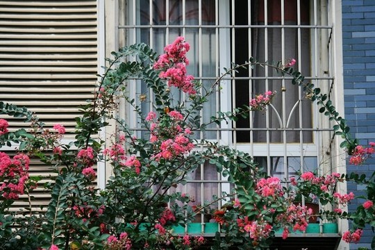 窗前紫薇花