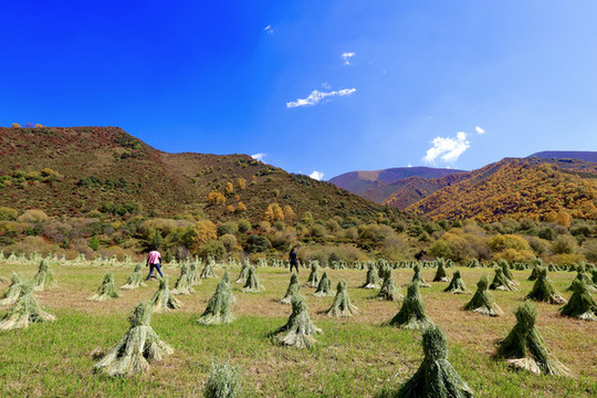 高原的麥田