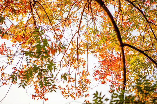 紅葉