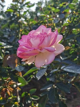 玖瑰花