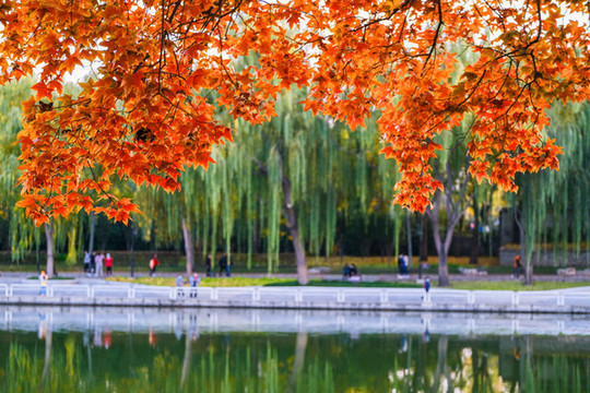 北京陶然亭公園秋色