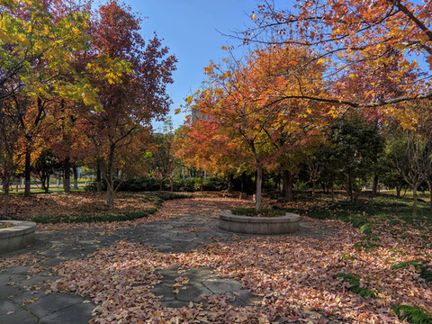秋天的公園