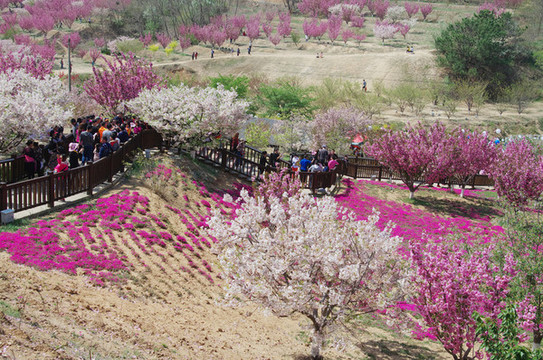 大連旅順203地區(qū)櫻花