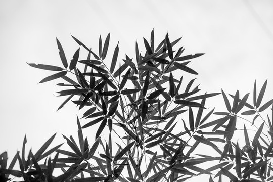 水墨竹葉