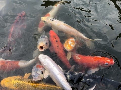 錦鯉