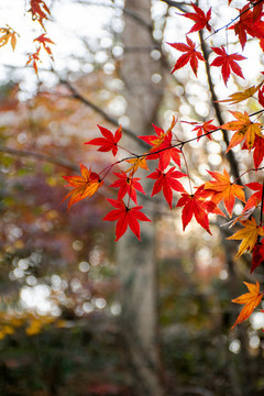 紅楓葉