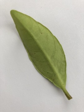 綠葉