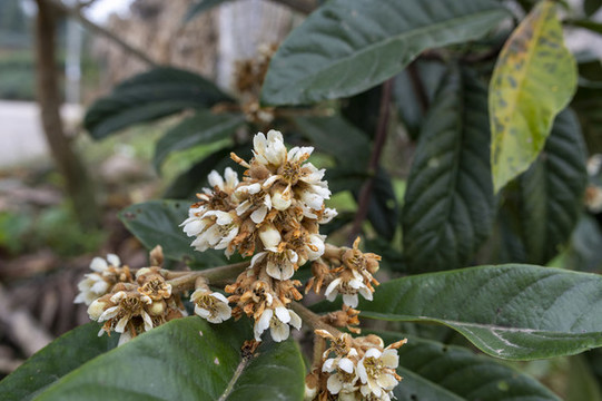 枇杷樹(shù)開(kāi)花