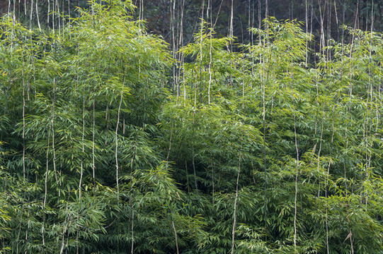經(jīng)濟植物種植食用方竹林