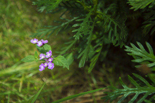 路邊的野花