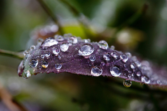 水珠