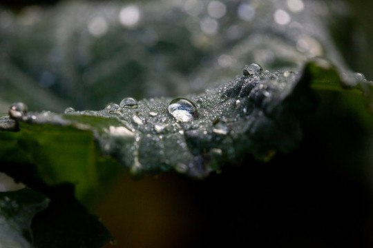 水珠