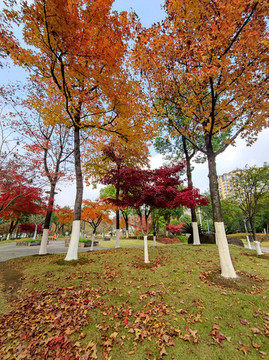 公園楓葉紅