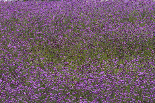 花海
