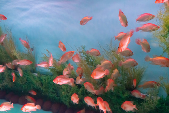 水族館魚類