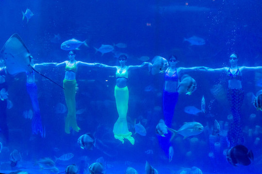 海洋館美人魚表演