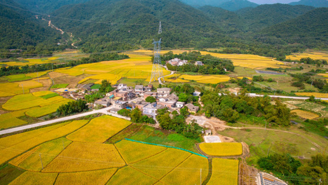 南方稻田