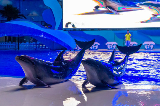 海豚
