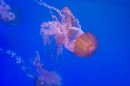 水母