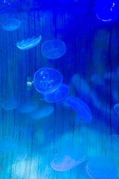 發(fā)光水母