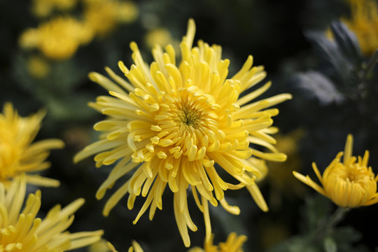 菊花