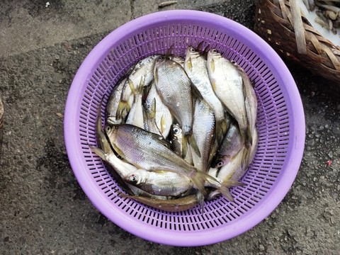 小魚