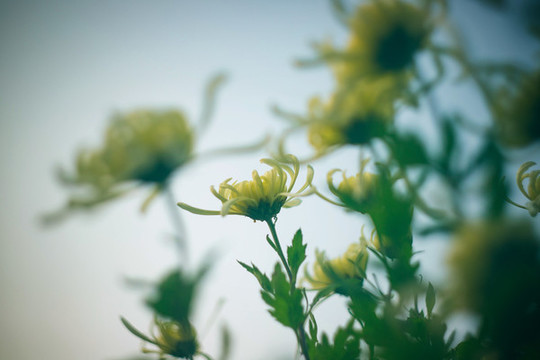 菊