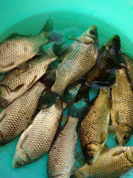 野生鯽魚