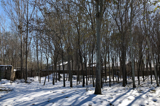 雪