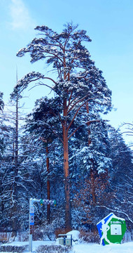 風雪美人松