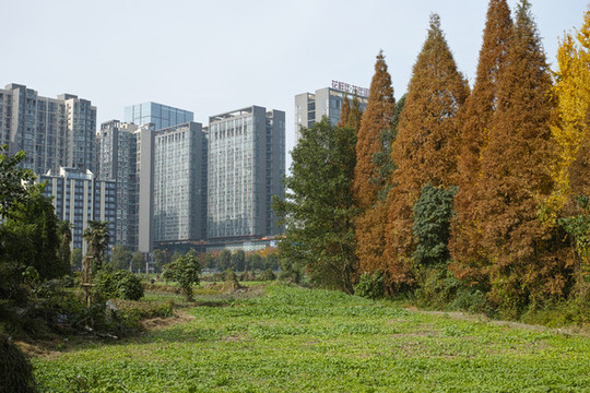 森林城市