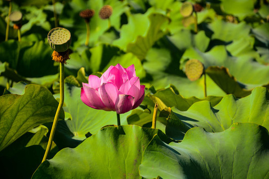 荷花荷葉公園夏天池塘明信片