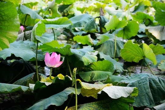 中國浙江省杭州市西湖荷花