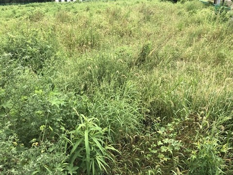 綠草荒草