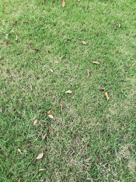 公園草坪