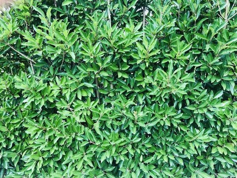 綠植墻
