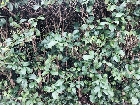 植物墻